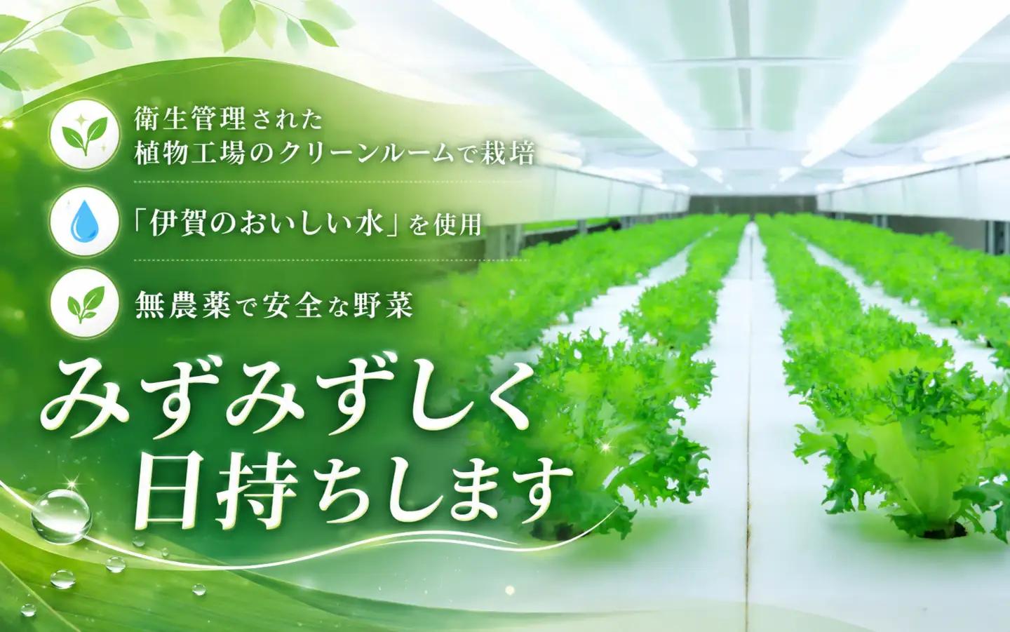 【農薬不使用】レタス Leaf Mie（完全人工光型植物工場レタス）約80g×25個【fskk0001】