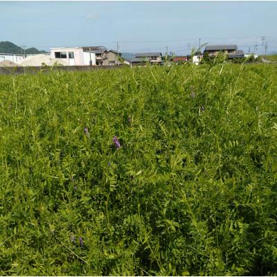 ふるさと納税 岐阜市 岐阜市産 ハツシモ 清流長良川米 精米 10kg(5kg×2袋) |  | 01