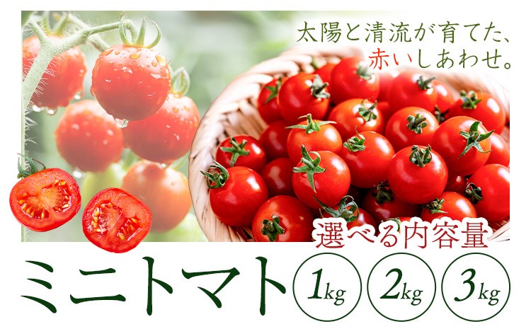 
                  ミニトマト 約1kg 約2kg 約3kg  トマト 氷川アグリクラブ 熊本《5月上旬-6月末頃出荷》熊本県 氷川町 野菜 熊本県産 サラダ プチトマト 国産
                