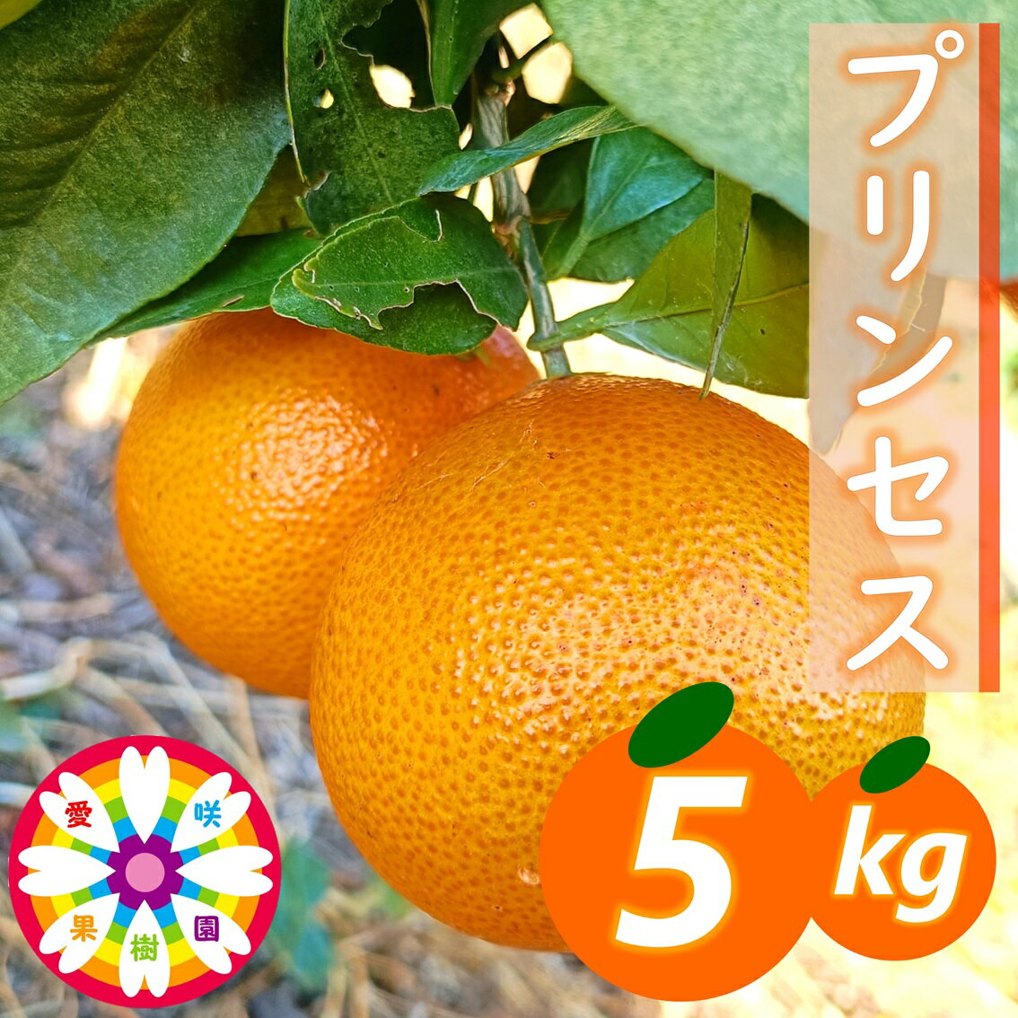 【ふるさと納税】【先行受付】愛咲果樹園「プリンセス(愛果48号)」 紅プリンセスと同品種 約5kg【71-46】ふるさと納税 みかん ミカン 柑橘 くだもの 果物 フルーツ 温州 甘い 常温 デザート 産地直送 産直 愛媛 YWTS066