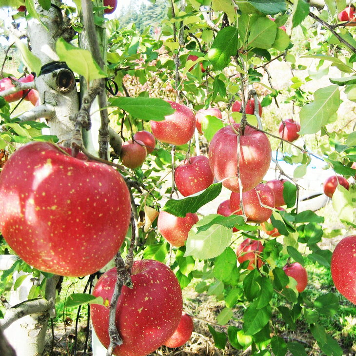 【ふるさと納税】訳あり 滝田 りんご サンふじ 3kg（8〜10玉）花巻産 家庭用＜予約受付＞