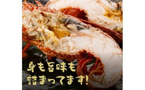 伊勢海老1kg（2～4尾）【魚介類 えび 伊勢えび イセエビ】[C01701]