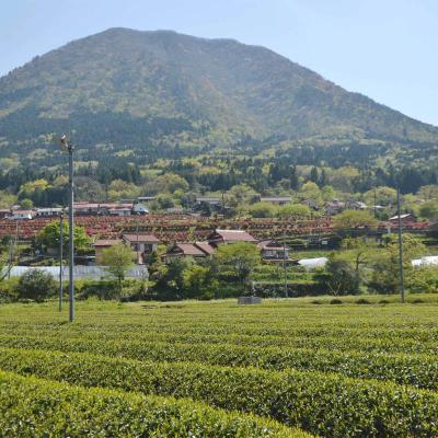 ふるさと納税 津和野町 【飲み比べセット】同じ茶葉からつくる緑茶と和紅茶、生姜和紅茶の3種セット |  | 01