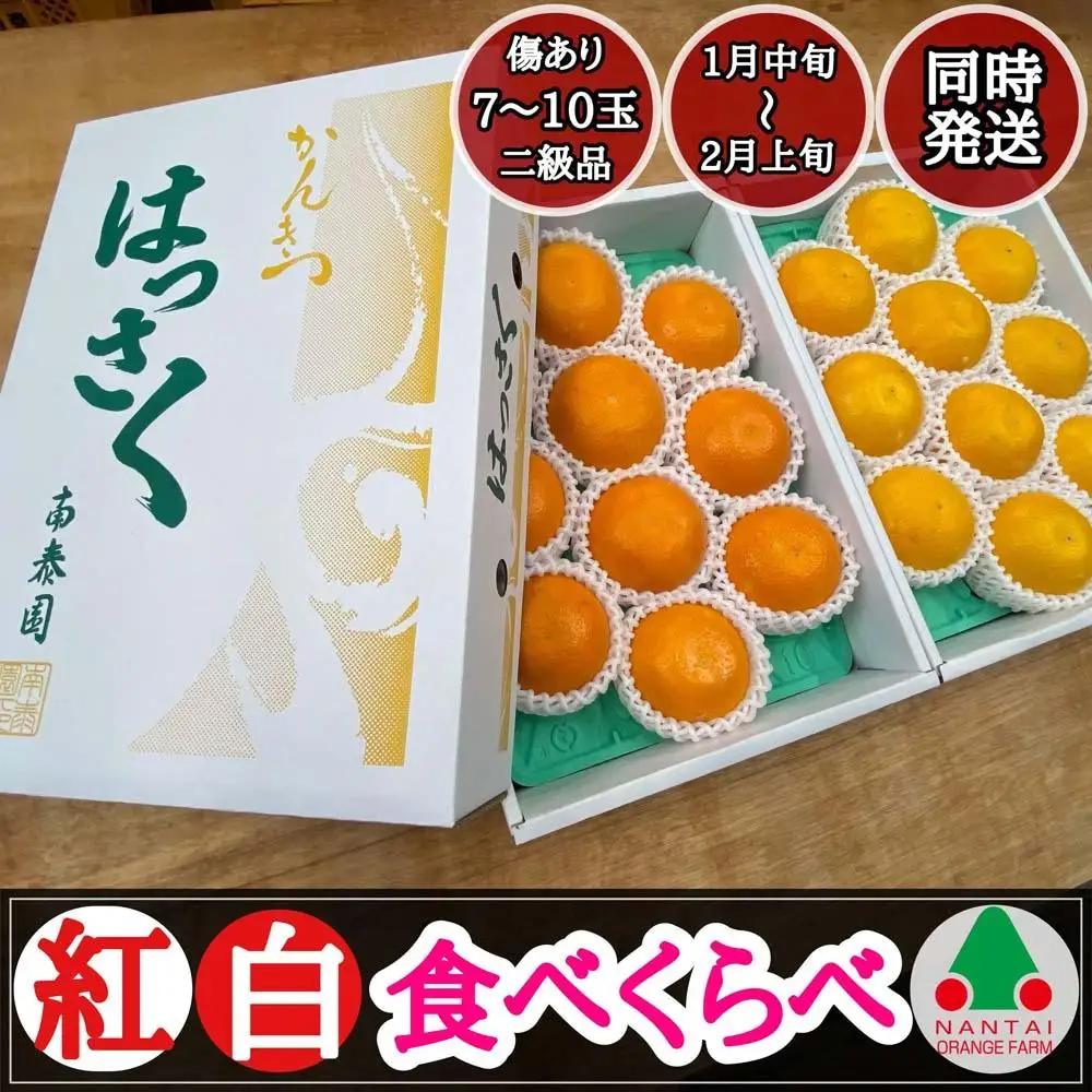 化粧箱 有田 はっさく 紅白 食べくらべ ちょっと傷あり 二級品 みかん