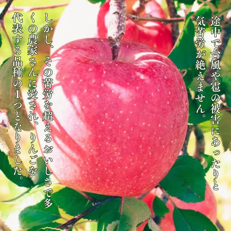 MS16 りんご サンふじ（長野県産秀品） 約10kg / 2026年11月下旬～12月中旬頃 配送予定 // 長野県 南信州 さんふじ サンフジ ふじりんご リンゴ 林檎 贈答 ふじ