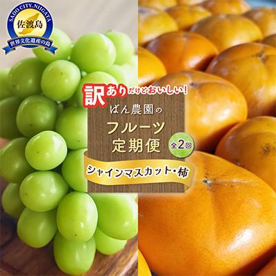 ふるさと納税 佐渡市 【発送月固定定期便】訳ありシャインマスカット1.2kg2房+訳あり柿10kgセット　佐渡島産全2回