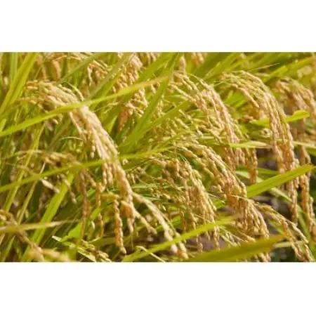 令和7年産　山形県産　つや姫　無洗米　2kg【1746639】