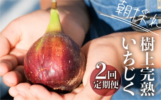 《先行予約・定期便》【令和7年産】訳あり 完熟 いちじく サイズおまかせ 12～16玉 2回お届け わけあり 無花果 イチジク 高級品 くだもの 果物 フルーツ [mt494]