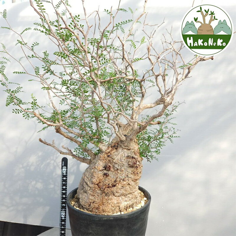 【ふるさと納税】オペルクリカリア・パキプス「塊根植物の王様」(発根管理済) H005 [0427]