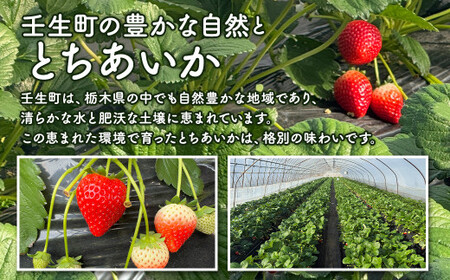 「訳あり」とちあいか 260g×4パック 1パック9粒〜11粒入り（Lまたは2Lサイズ） ｜ 訳あり とちあいか いちご 苺 栃木県 果物 フルーツ ※北海道・沖縄・離島への配送不可 ※2026年1月