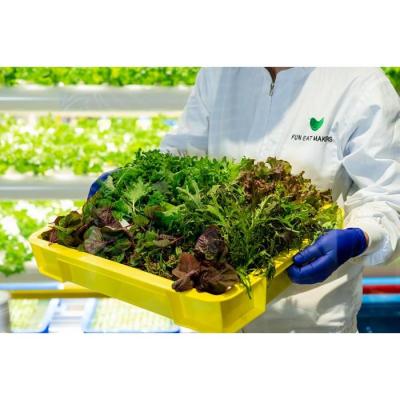 ふるさと納税 川崎市 ミシュランシェフ御用達 鮮度2週間 6種リーフ300g |  | 02