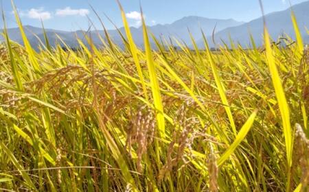 【新米予約】令和７年産「五つ星お米マイスター」の南魚沼産コシヒカリ　無洗米５kg×３回（毎月定期便）【2025年10月上旬より順次発送予定】