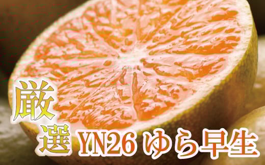 
            【先行予約】プレミアム有田みかん 7.5kg+250g（傷み補償分） ※10月より発送(ゆら早生) ※北海道・沖縄・離島配送不可 / 和歌山 有田 みかん ミカン 柑橘 果物 フルーツ 有田みかん 【ikd111C】
          