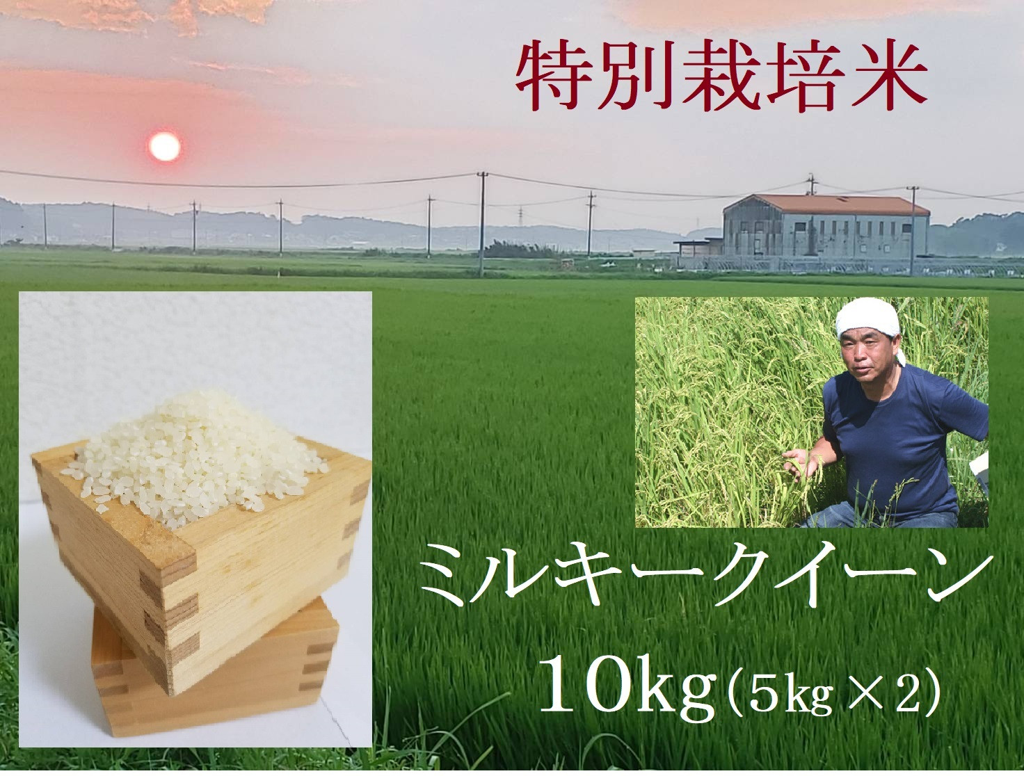
TC‐0412　特別栽培米 新米 ミルキークイーン 10㎏ （12月 発送分）| 安心 精米 もちもちした食感 こだわりの農法
