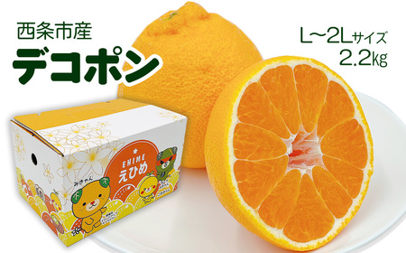 【先行予約】デコポン 2.2㎏（L～2Lサイズ）｜2026年2月下旬～3月下旬発送｜柑橘 でこぽん 愛媛県 西条市