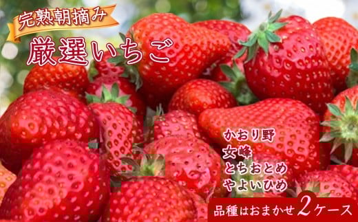 【2026年1月中旬発送】厳選完熟いちご  8～18粒 2ケース 朝採り とちおとめ やよいひめ かおり野 女峰 品種おまかせ