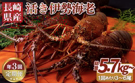 年3回お届け長崎県産活き伊勢海老