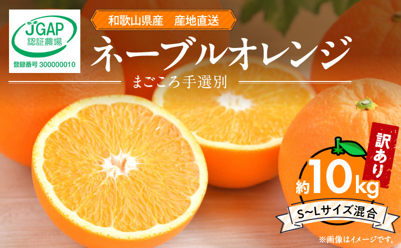 
                  ZE6445_【2027年先行予約】和歌山県産 ネーブルオレンジ 【訳あり 家庭用】10kg サイズ混合 【まごころ手選別】
                