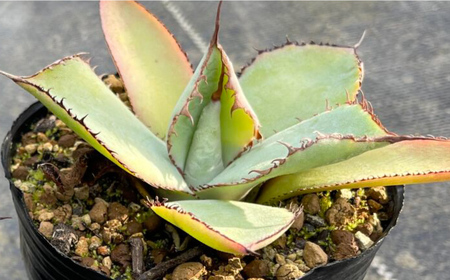 アガベ グアダラハラナ 1株 Agave guadalajarana 長与町/アグリューム[EAI204]
