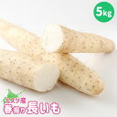 【ふるさと納税】ルスツ産春掘り長いも5kg ルスツ産春掘り長いも 春掘り 長いも 長芋 ながいも 留寿都産 ふるさと納税 北海道 留寿都村 オンライン 野菜 やさい いも 芋 5kg 北海道 ルスツ 留寿都 長芋 長いも 春掘り【13008】