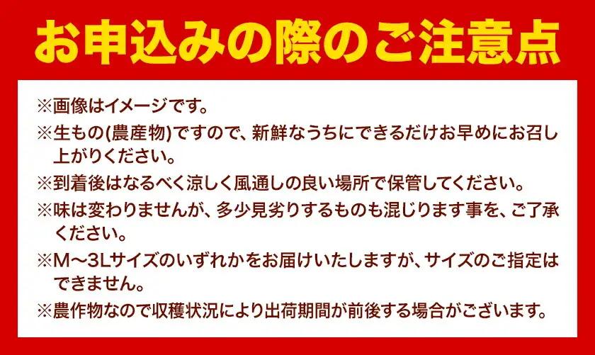 オレンジ 濃厚 清見オレンジ 約5kg