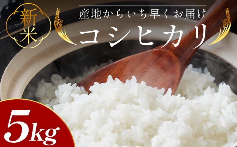 新米コシヒカリ 5kg - 新米 お米 おこめ 国産 米 精米 ひのひかり ごはん 白米 ご飯 おにぎり おむすび 料理 調理 高知県 香南市 常温 at-0032