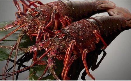 伊勢海老 約2kg(2~5尾)伊勢海老【kmgk0004】