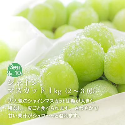 ふるさと納税 笛吹市 【発送月固定定期便】山梨の美味しい果物 桃・巨峰・シャインマスカット全3回 |  | 03