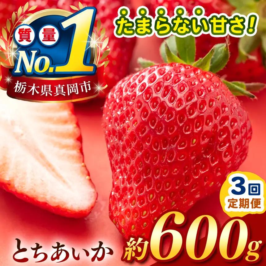 【定期便3回】【先行予約】 栃木のこでらんないイチゴ（とちあいか） 約300g×2