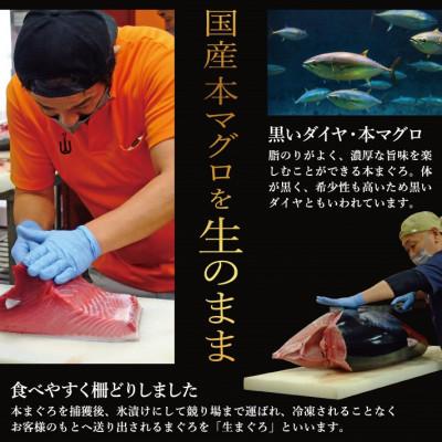 ふるさと納税 越前町 【2ヵ月毎定期便】「生本まぐろ」赤身 300g(2〜3柵)全3回 |  | 01