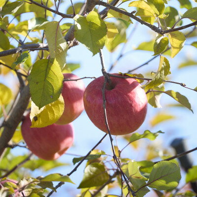 【ふるさと納税】【訳あり】長野県高山村産　サンふじ　10kg【1691884】