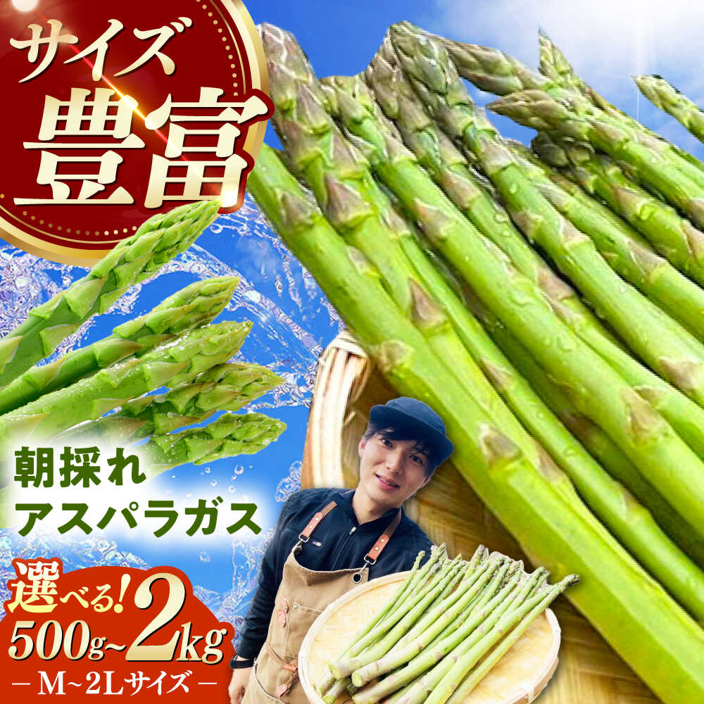 【ふるさと納税】【3月中旬以降順次発送】【選べる内容量】朝採れアスパラガス 500g～2kg 《対馬市》 【農家くんのアスパラファーム】 冷蔵 アスパラ とれたて 新鮮 野菜 産地直送 [WCT001]