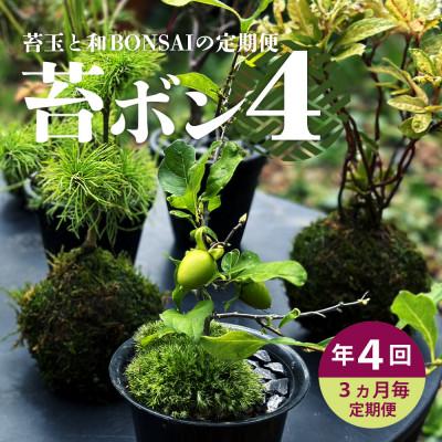 ふるさと納税 酒田市 【3ヵ月毎定期便】苔玉と和BONSAIの定期便 「苔ボン4」全4回