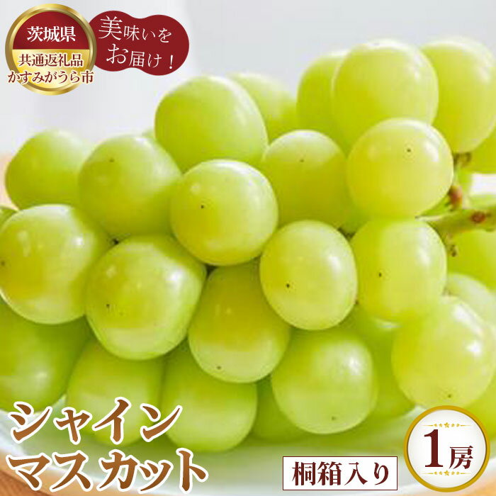 【ふるさと納税】【先行予約】シャインマスカット　桐箱入り1房【茨城県共通返礼品 かすみがうら市】 ／ ブドウ ぶどう 葡萄 マスカット フルーツ 果物 贈答品 ギフト 送料無料 茨城県 No.595