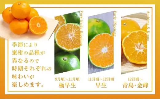 【規格外品】熊本市産 完熟 蜜柑 ご家庭用 12kg 【2026年9月上旬～2027年2月上旬迄発送予定】 みかん ミカン 果物 フルーツ