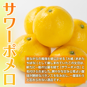 i917 ＜2026年3月上旬～5月下旬の間に発送予定＞＜訳あり＞サワーポメロ(約10kg) 柑橘 サワーポメロ 鹿児島県 国産 果物 フルーツ みかん 文旦 ボンタン 訳あり 【江崎果樹園】