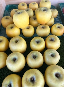 【2024年先行予約】【訳あり】シナノゴールド5kg(14個～16個）