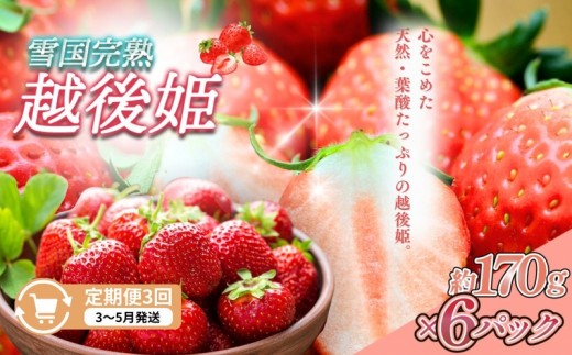 
                  先行予約  定期便 3回【3～5月発送】雪国完熟いちご越後姫 170g×6全3回 定期配送 越後姫 いちご 定期便 完熟 苺 新潟 苺の花ことば
                