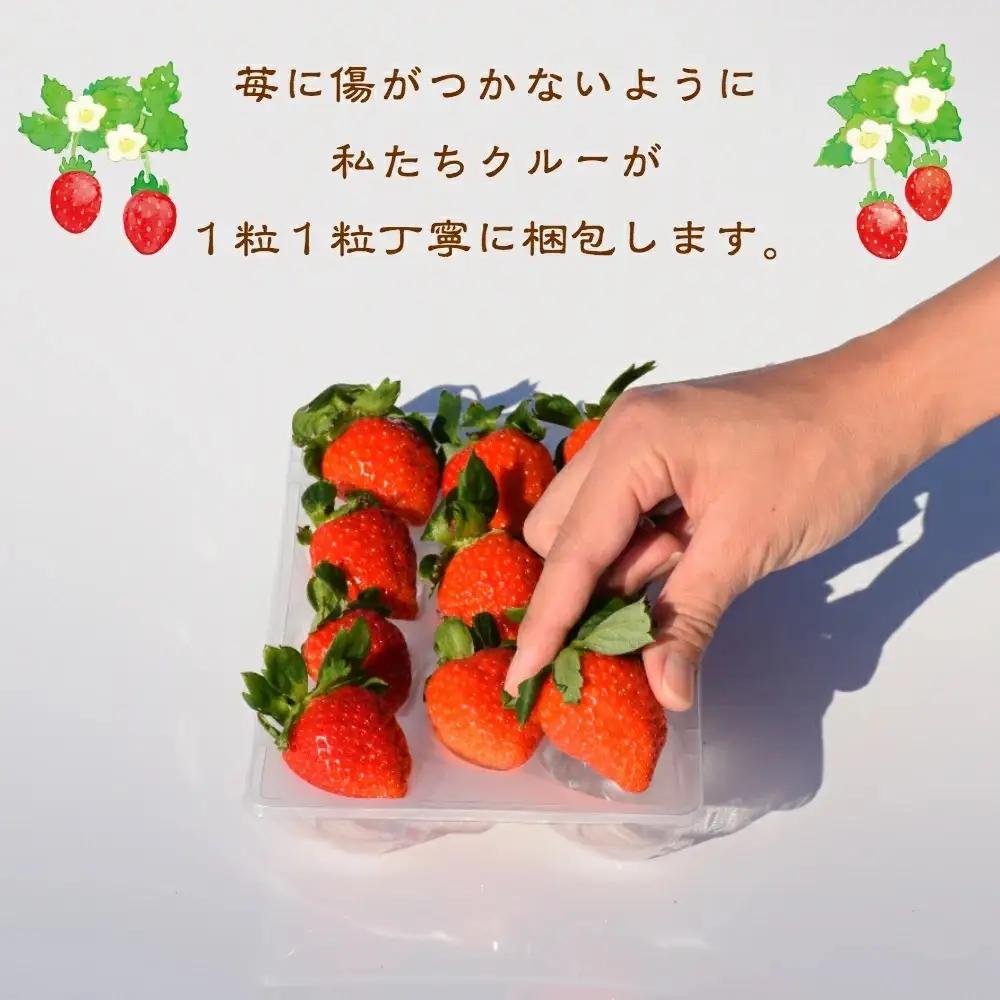 先行予約  いちご 新潟 雪国完熟越後姫桃薫ダブル（約760g）ギフト箱入り食べ比べセット イチゴ 苺 贈り物 上越 苺の花ことば