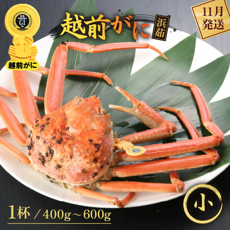 【ふるさと納税】≪浜茹で≫越前がに 小サイズ（生で400〜600g） × 1杯【かに カニ 蟹】【福井県 越前町 雄 ズワイガニ ボイル 冷蔵 越前ガニ 越前かに 越前カニ ずわいがに ずわい蟹 かに カニ 蟹】【11月発送分】希望日指定可 備考欄に希望日をご記入ください