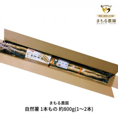 ふるさと納税 三条市 先行受付 自然薯 1本もの 約800g(1〜2本) 山芋 [まもる農園]【010P125】
