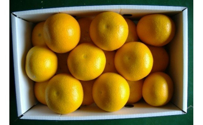 
            BB6230_ 和歌山由良町産 はっさく 約 5kg　L ２Lサイズ 
          