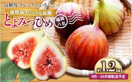 【先行受付】【2026年9月～10月頃順次発送】福岡県オリジナル品種 高糖度プレミアムいちじく 「とよみつひめ」約1.2kg 072-195