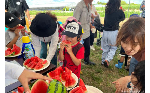 タネまで食べられる？！ タネまで美味しいスイカ「ぷちっと」約6kg（2玉）｜沖縄 沖縄県 豊見城市 ふるさと納税 果物 スイカ フルーツ すいか 送料無料(CI002)