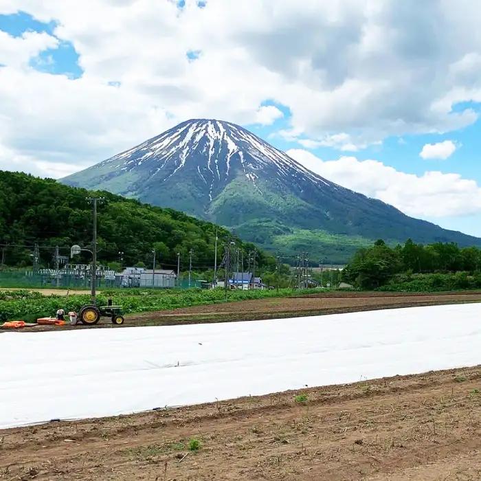 こだわり農家の喜茂別産スイートコーン 10本 [AJAJ003] とうもろこし