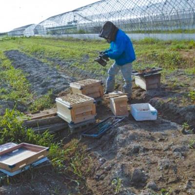 ふるさと納税 大潟村 大潟村産はちみつ(百花蜜) 500g |  | 03