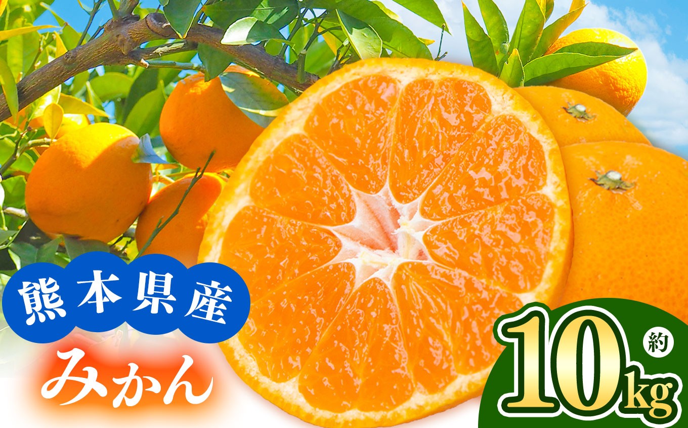 
            【 先行予約 】 池田さんちのもぎたてみかん 熊本県産 約10kg | 熊本県 熊本 くまもと 和水町 なごみまち なごみ みかん ミカン 蜜柑 柑橘 柑橘類 温州 果物 フルーツ
          