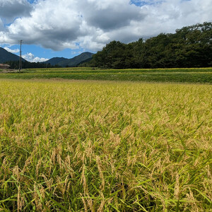 1804.令和7年産　こしひかり　5kg