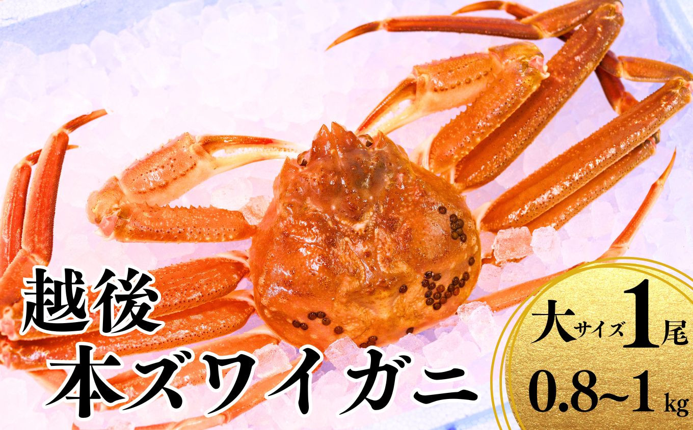 
            〈期間限定〉越後 本ズワイガニ 大 1尾 800g以上 姿 糸魚川産 浜茹で 鮮度が命！茹でたて直送 ずわいがに かに 蟹 魚正 国産 日本海 新潟 新鮮 ボイル 11月から漁開始 ギフトにも おススメ
          