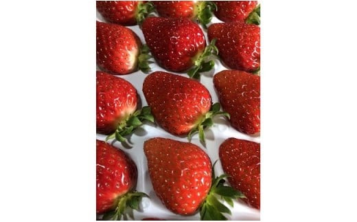 季節限定 まりひめプレミアムいちご「毬姫様」(A155-2)